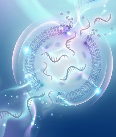 Illustration of a translucent vesicle and RNA strands.